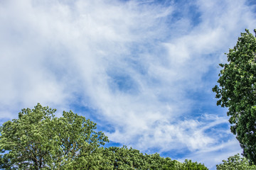 green top of trees and blue sky with empty space for copy or text