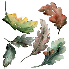 Oak leaves. Leaf plant botanical garden floral foliage. Aquarelle leaf for background, texture, wrapper pattern, frame or border.