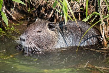 Nutria