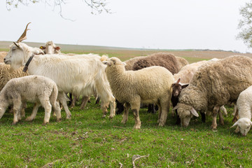 Obraz premium Sheep and goats graze on green grass in spring 