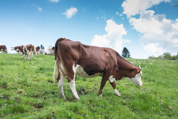 Fototapeta na wymiar Troupeau de vaches montbéliardes