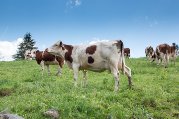 Fototapeta na wymiar Troupeau de vaches montbéliardes