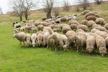 Obraz premium Sheep and goats graze on green grass in spring 