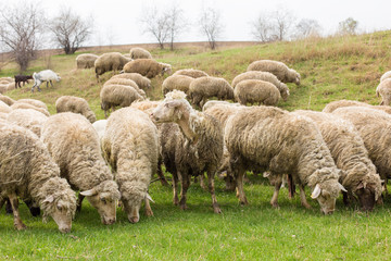 Sheep and goats graze on green grass in spring	
