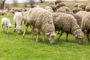 Sheep and goats graze on green grass in spring	