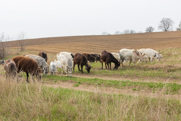 Naklejka na ściany i meble Sheep and goats graze on green grass in spring 