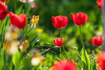 Obraz na płótnie Canvas Beautiful red Tulips, Darwin Hybrid red Tulips in a flowerbed