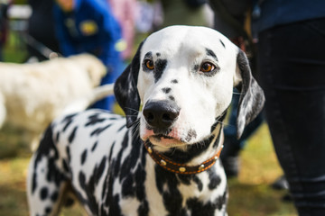 portrait of a beautiful dog Dalmatian close up on the street