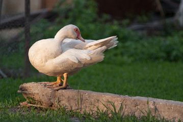 White duck sitting alone