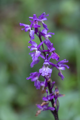Obraz premium Manns-Knabenkraut - Orchis mascula