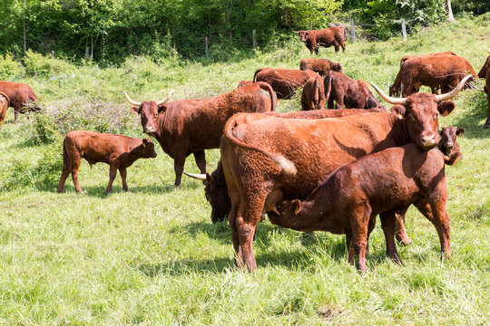 Troupeau de vaches Salers, Auvergne