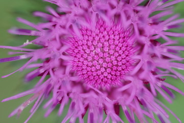 Alpen-Distel - Carduus defloratus