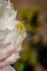 Yellow crab spider on the petals of a white chrysanthemum flower