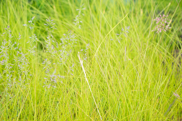 Saftig grüne Wiese mit Grasbüscheln in Nord-Island / Hintergrund