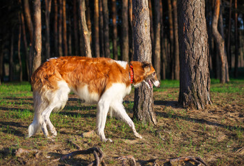 Russian Wolfhound Dog, Borzoi in the forest. One of the fastest hunting dogs in the world.