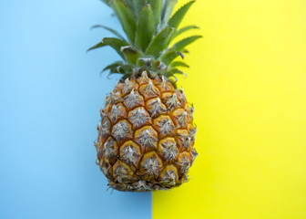 Pineapple Whole Tropical Fruit with Leaves Natural Organic Food on Blue Yellow Background Natural Light Selective Focus