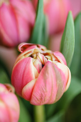Fototapeta premium Close-up tulips. Multi color pink flower bud with many petals. Floral background photo. Lovely flowers in glass vase. Beautiful spring bouquet. Floral composition, daylight. Wallpaper
