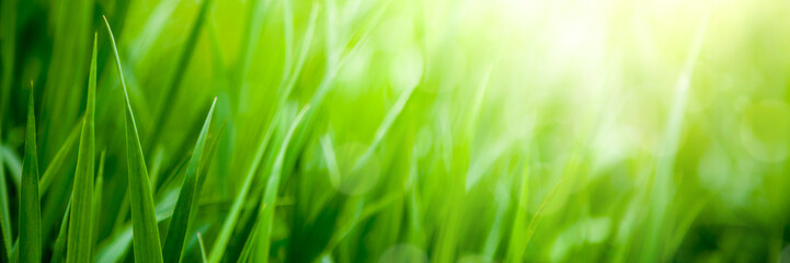 Naklejka premium Spring Grass