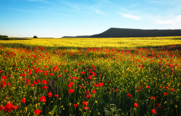 Spring flowers in field. Beautiful landscape. Composition of nature
