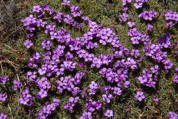 endemic wild mountain fowers in Ida Mountain ( in Turkish: Kazdagi, meaning Goose Mountain), Turkey.