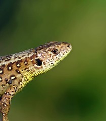 Zauneidechse (Lacerta agilis)