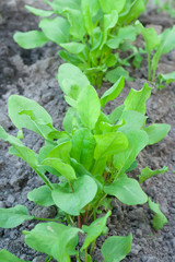 top view on sorrel on the grower bed.