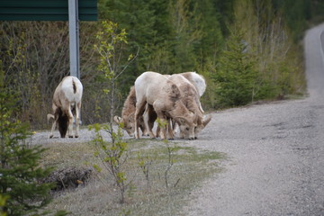 Big Horned Sheep at the Side of the Road