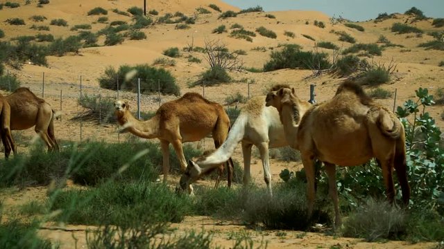A group of camels grazing in the desert in the United Arab Emirates.