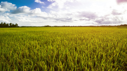 Fototapeta premium Rice Field Landscape, Paddy Field Landscape