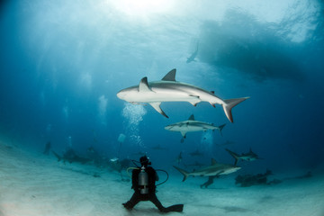 Fototapeta premium Caribbean reef shark