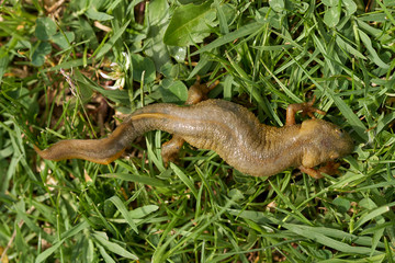 Brown water salamander