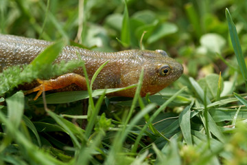 Brown water salamander