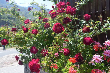 conjunto de rosas, en un dia de primavera