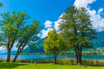 Bäume am Ossiacher See