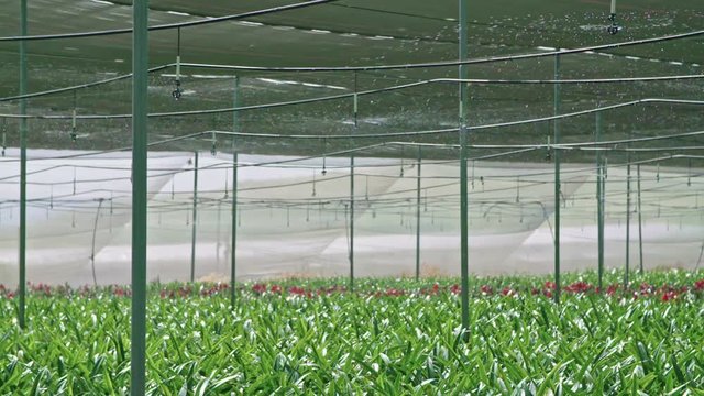 Slow motion - water sprinkers watering Amaryllis plants inside a greenhouse