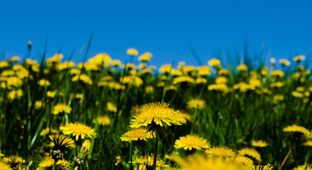 Dandelion close-up with a clear blue sky
