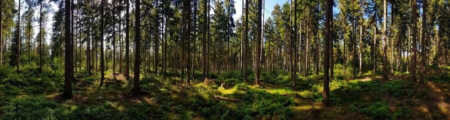 panorama of a forest with trees