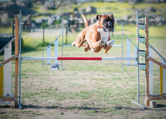 animal realizando agility en competici&oacute;n