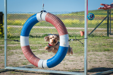 animal realizando agility en competici&oacute;n