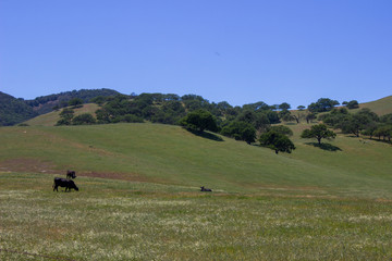 Rural Dirt Road through Farm Green Meadows 