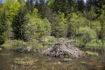 A typical beaver lodge located in the forest wetland