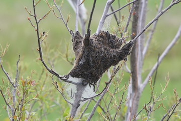 Eastern Tent Caterpillars mostly outside of silky nest/tent. Caterpillar (Malacosoma americanum) is a species of moth. These moths are rarely seen. Kingston, Ontario       

