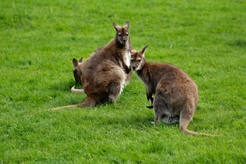 Australian kangaroos familyon the green grass © veroja