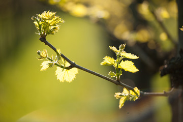 Branch of vine  with first green leaves in vineyard in early spring