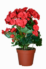 houseplant on a white background