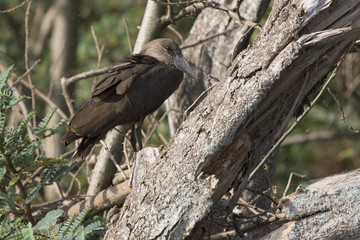 Hamerkop who sits on a branch of a dry tree on the shore of Lake Victoria