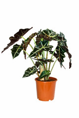 houseplant on a white background