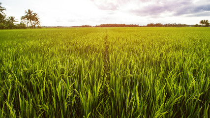 Rice Field Landscape, Paddy Field Landscape