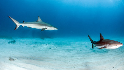 Caribbean reef shark