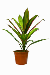 a houseplant on a white background